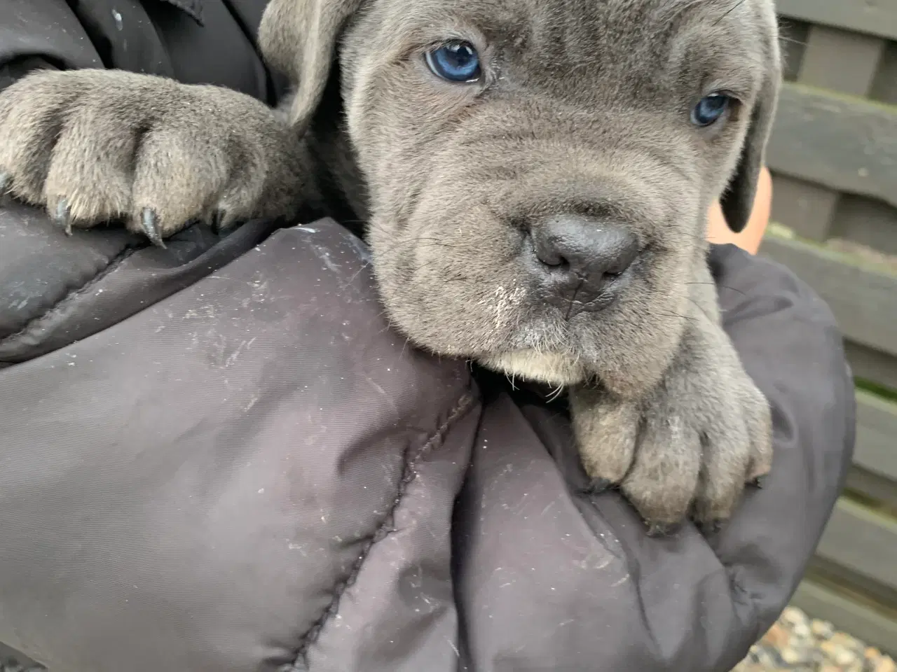 Billede 1 - Cane Corso Italiano hvalpe