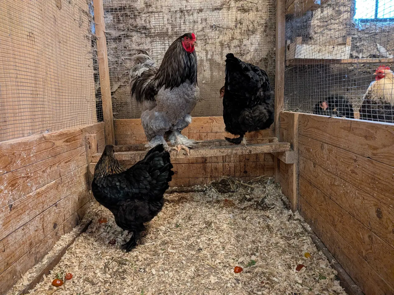 Billede 3 - 1.2 hygge høns til haven