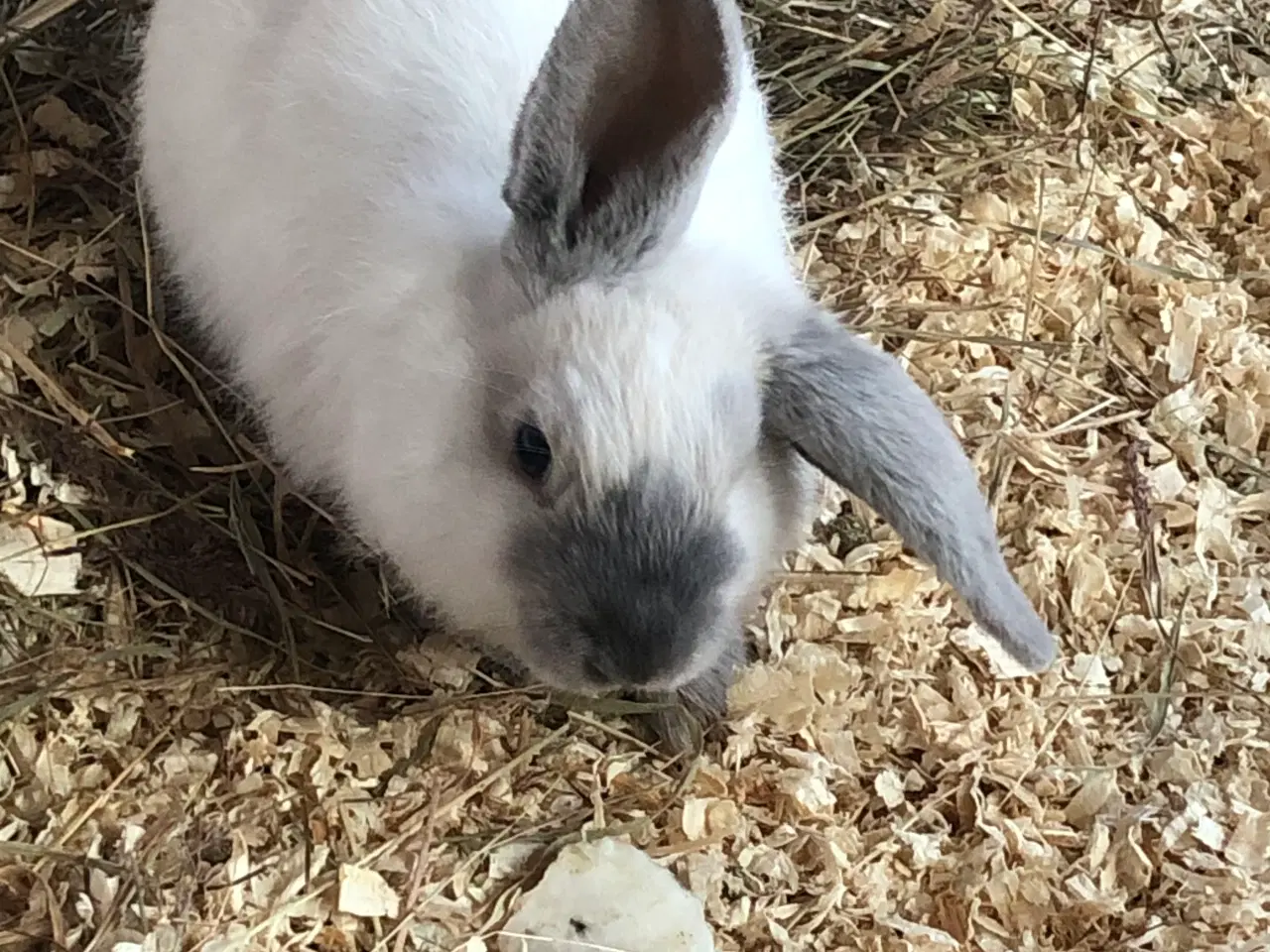 Billede 1 - Minilopper til salg