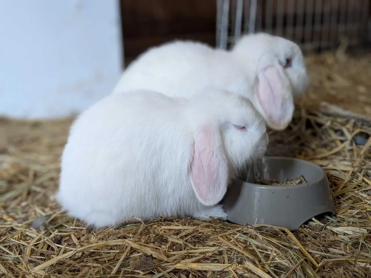 Billede 5 - Kærligt hjem søges til Candy🐰❤️