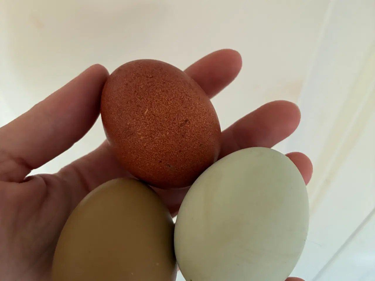 Billede 1 - Rugeæg grønlægger og olivenlægger