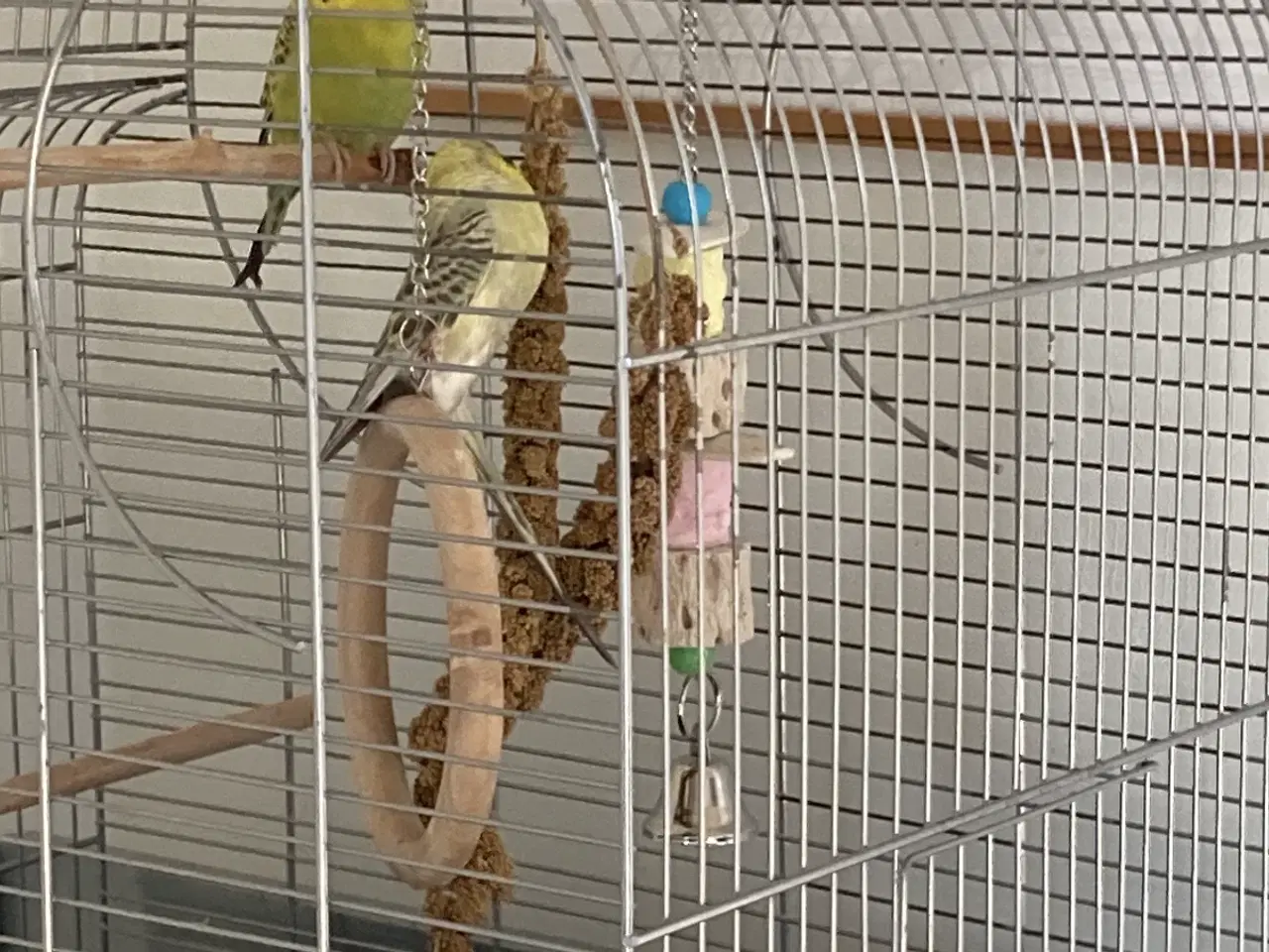 Billede 10 - Undulater 2 stk