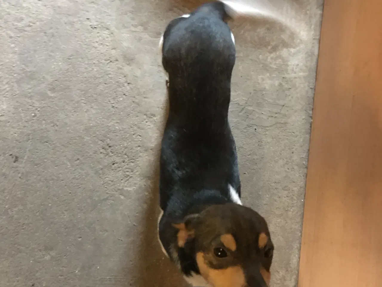 Billede 3 - Dansk Svensk Gårdhundehvalp-