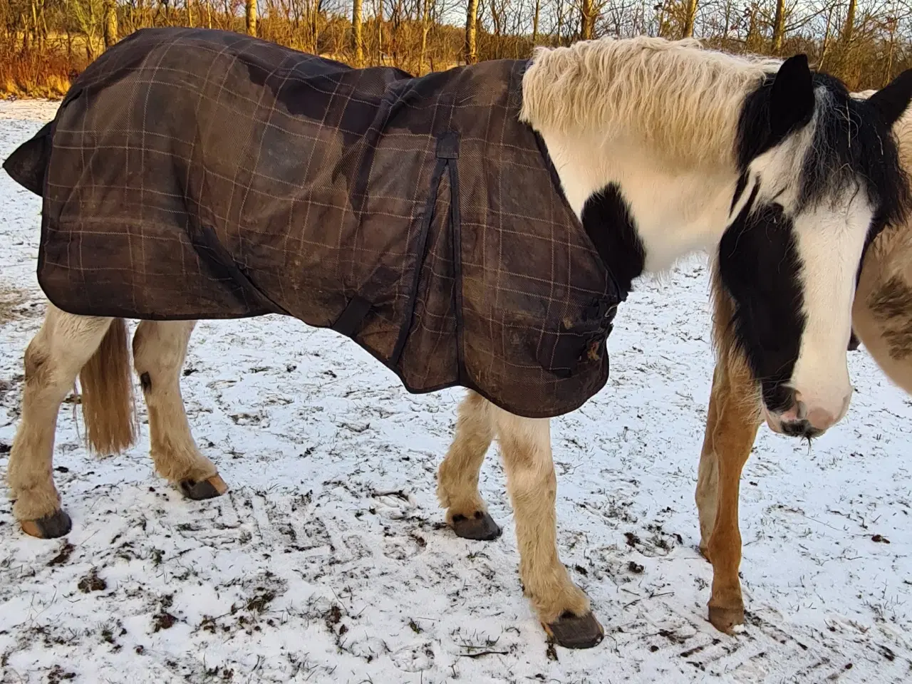 Billede 8 - Irish cob hoppe 