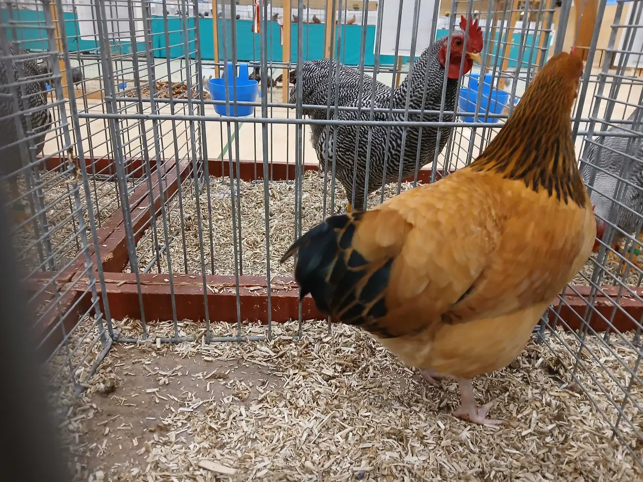 Billede 12 - Dværg Sussex, både høner og haner