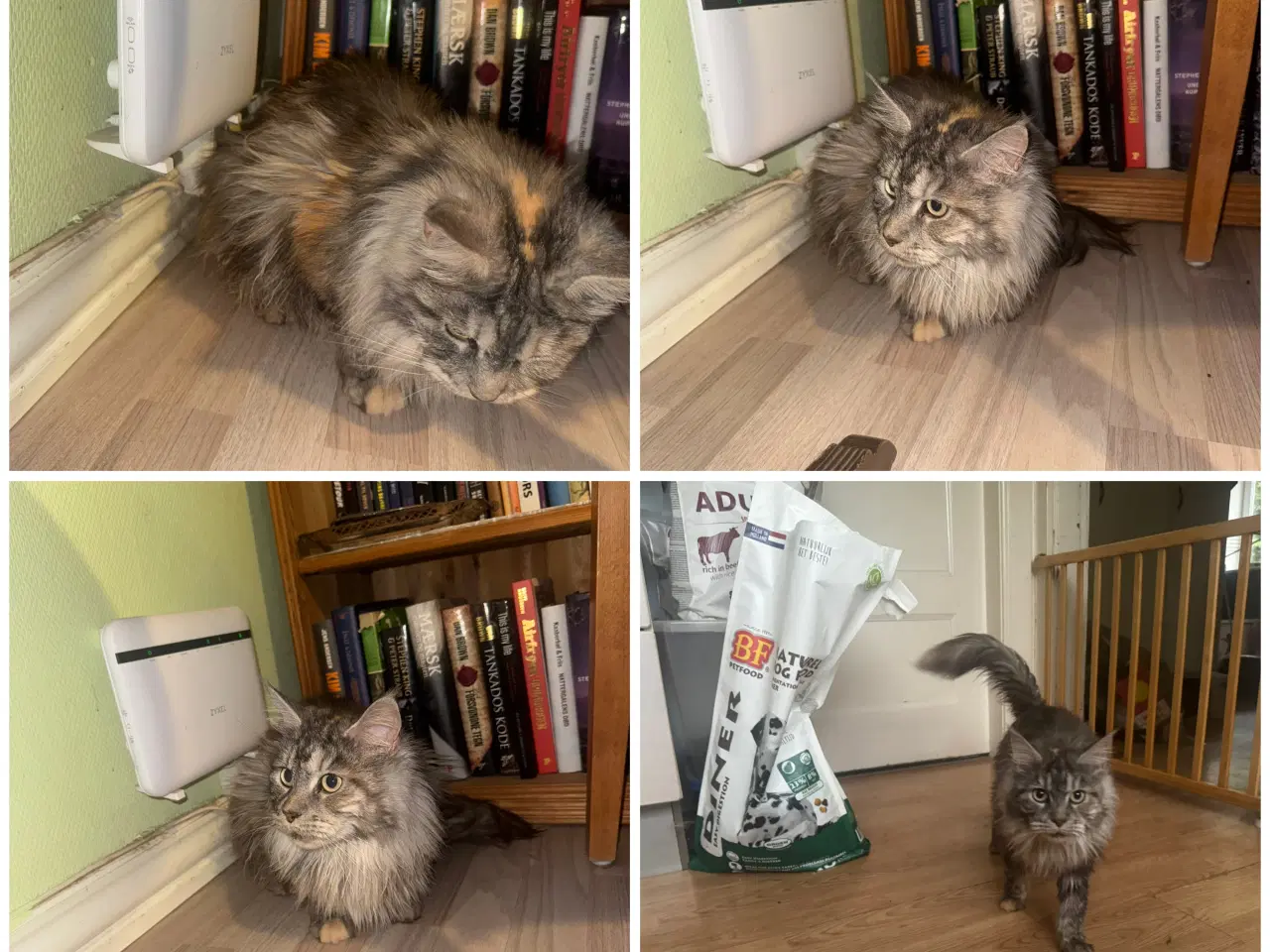 Billede 2 - Maincoon katte søger nyt hjem