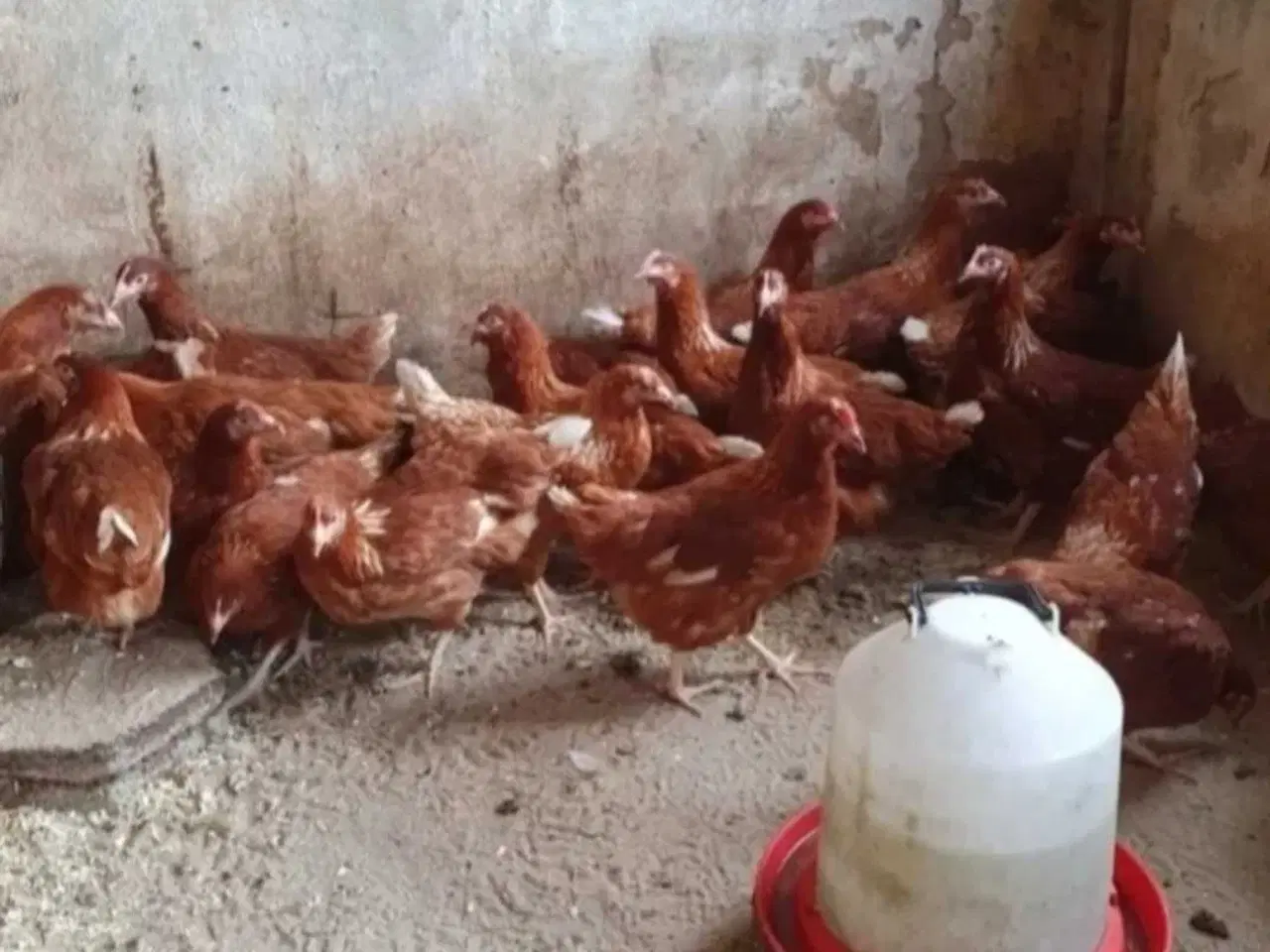 Billede 1 - Have høns 