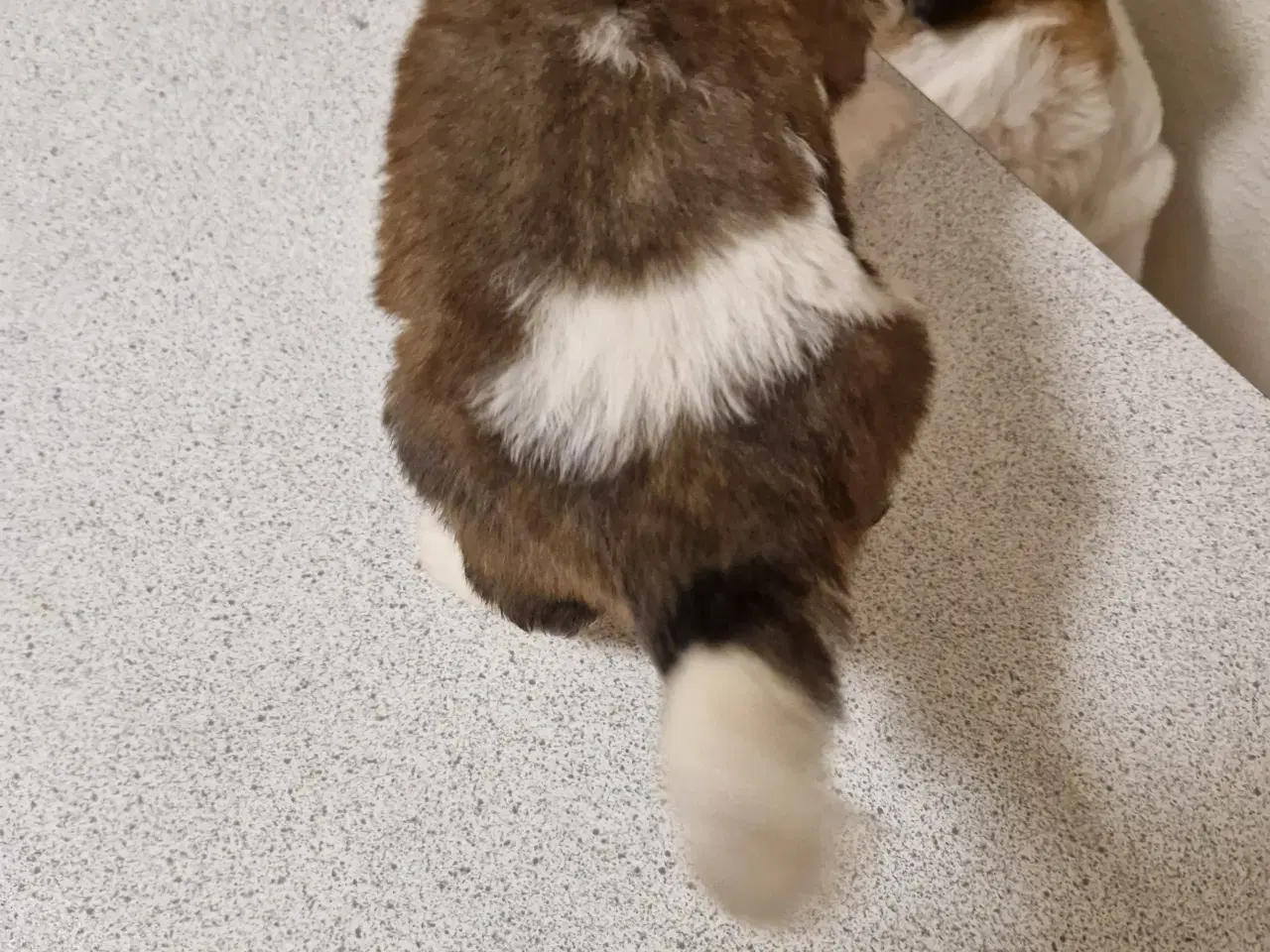 Billede 12 - 9 sankt bernhard hvalpe søg nyt hjem