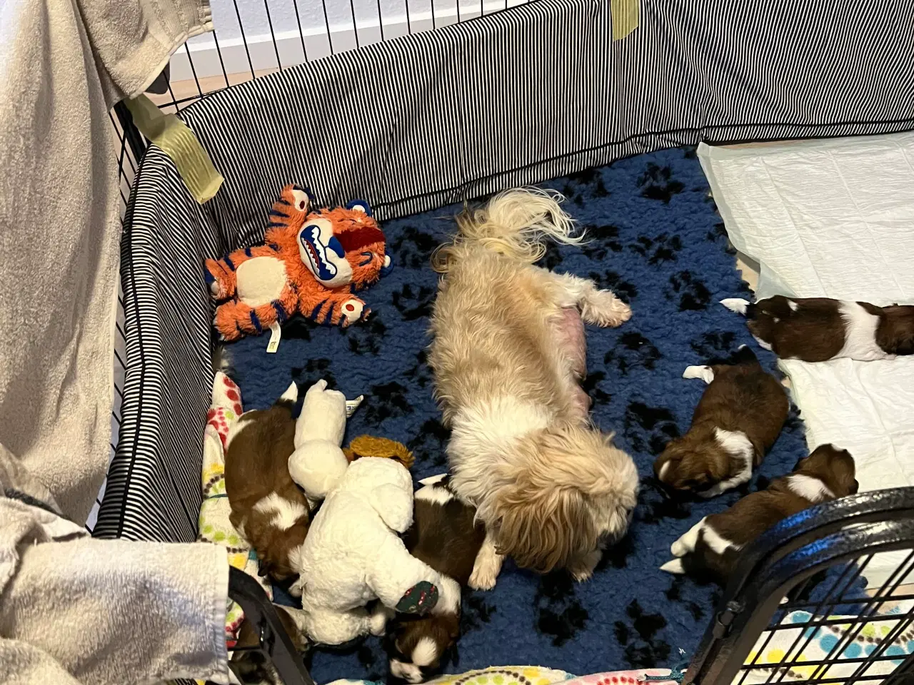 Billede 5 - Shihzhuer 5 drenge og en pige