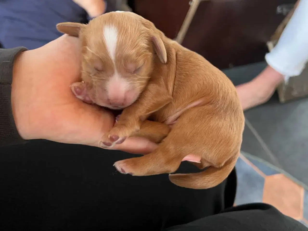 Billede 6 - Parring tilbydes af engelsk cocker spaniel 