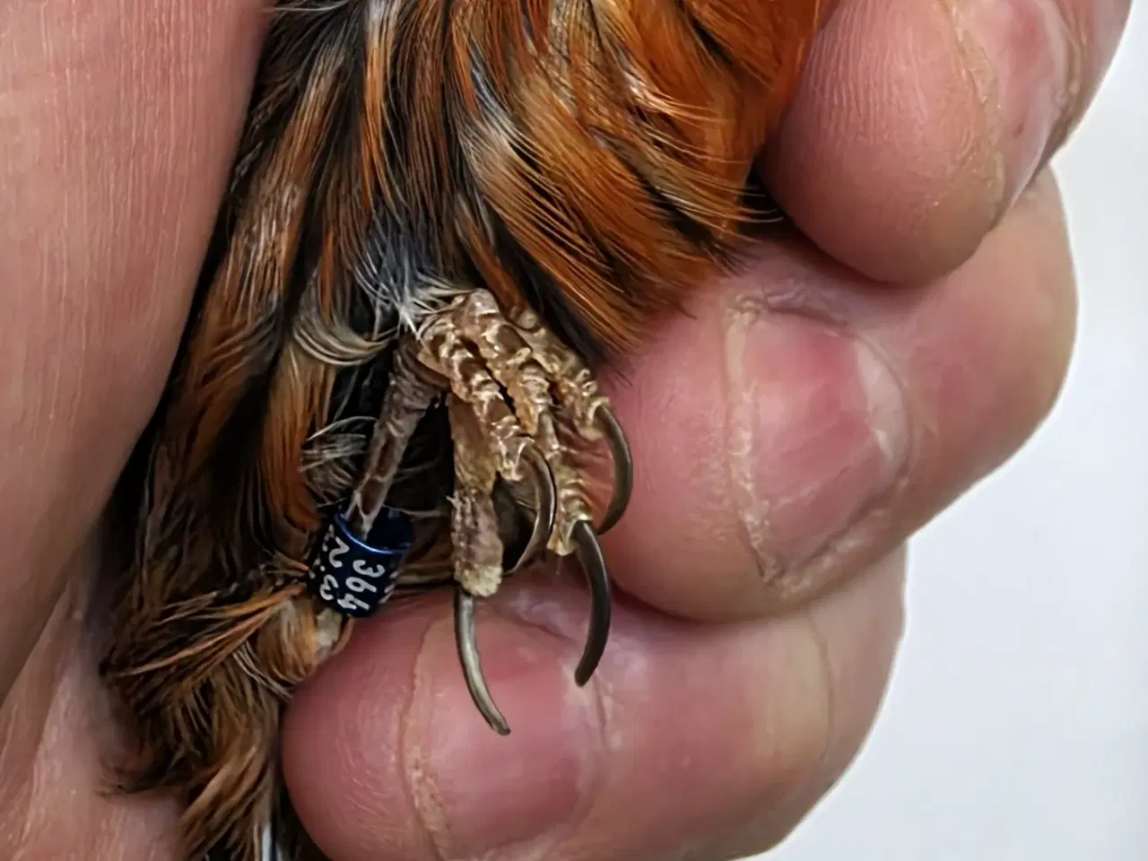 Billede 12 - Race kanarier