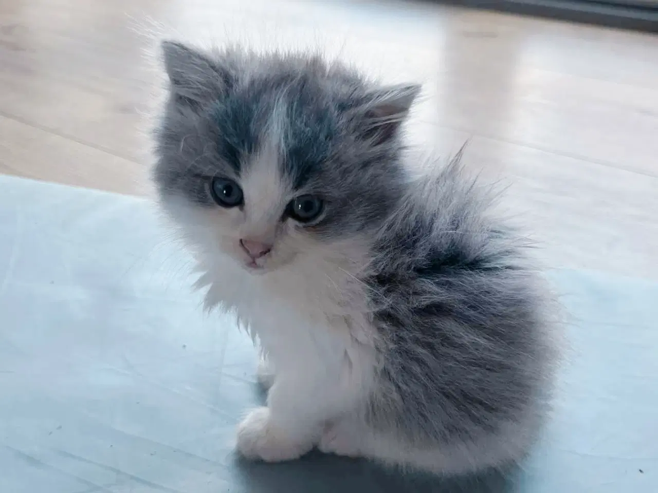 Billede 5 - Mainecoon killinger 