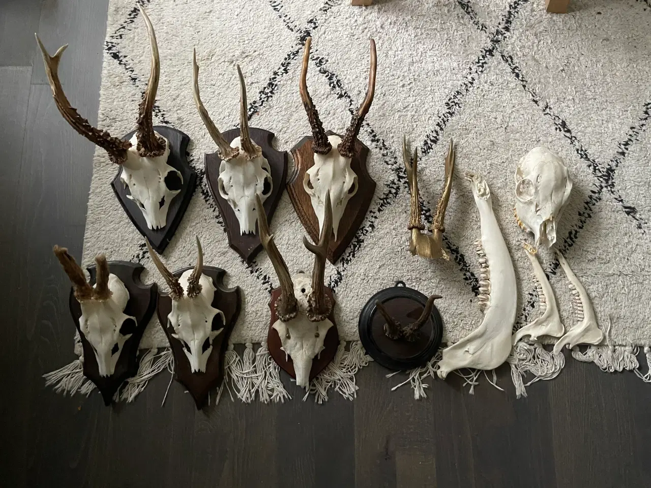 Billede 1 - Udstoppet dyr gevir dyrhoved