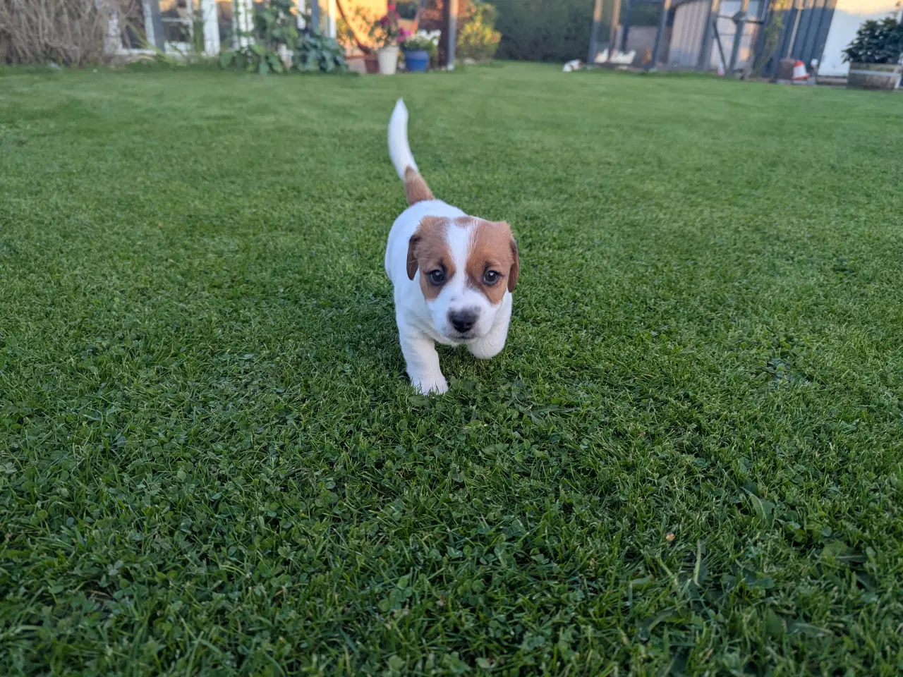 Billede 2 - Jack Russell Terrier, kortbenet, DKK