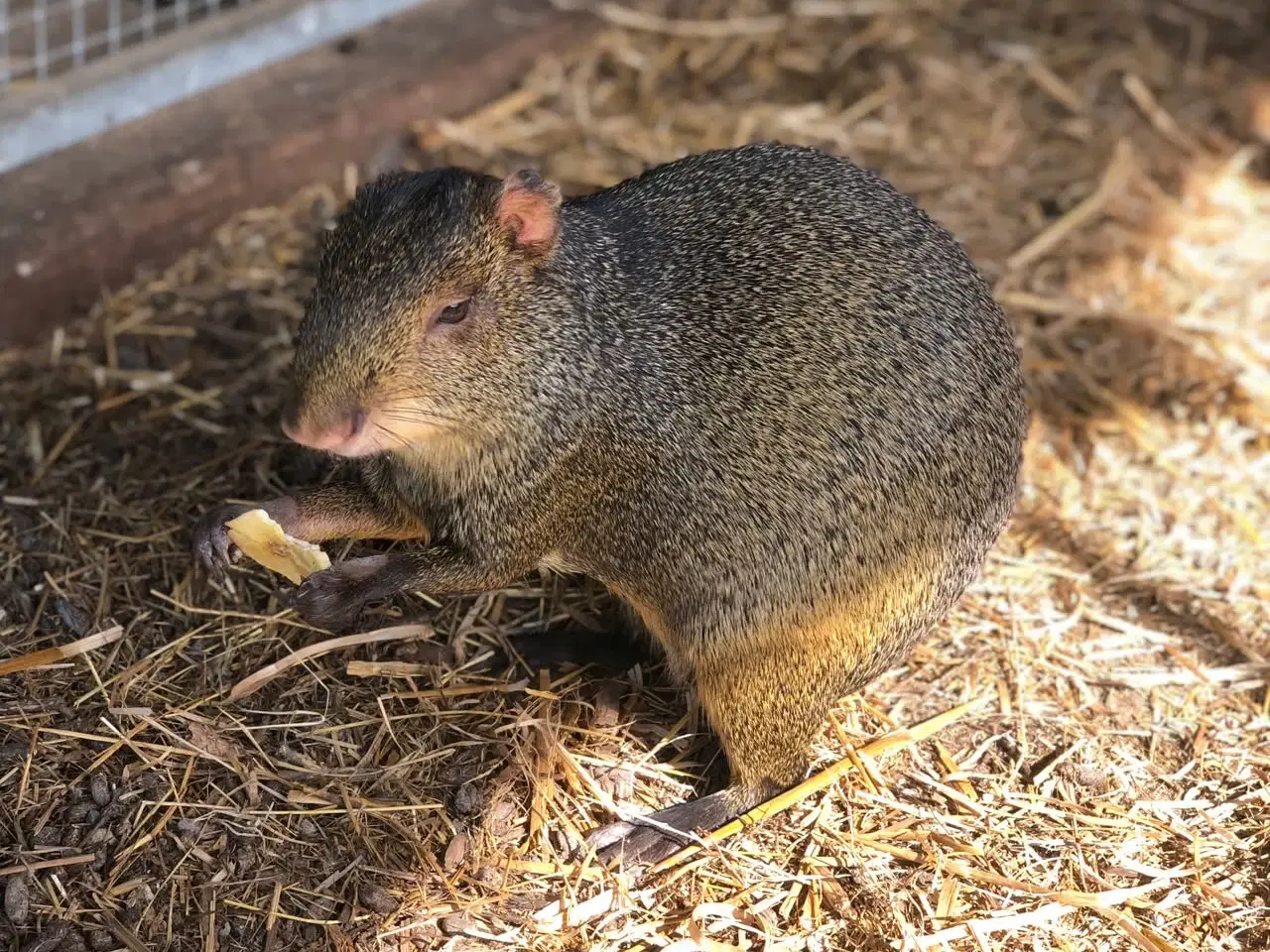 Billede 3 - Agouti han sælges 