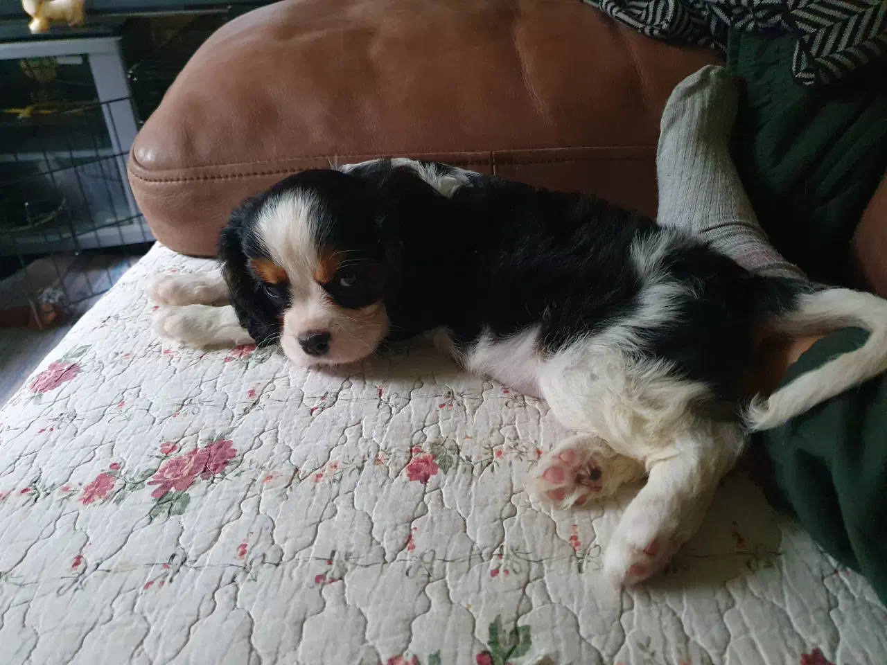 Billede 5 - Cavalier king charles spaniel 