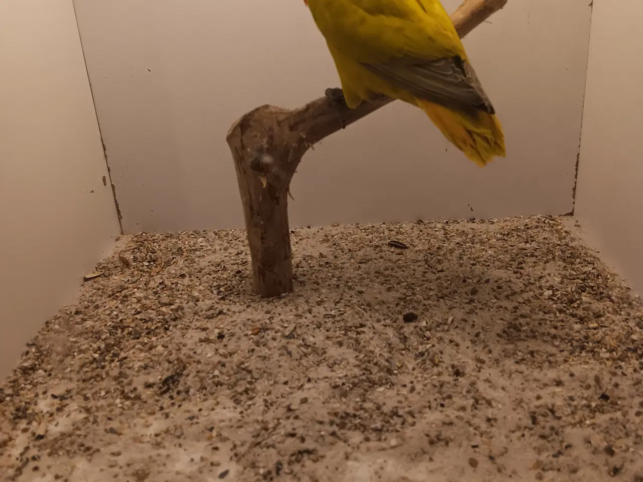 Billede 4 - Rødhovdetdvp i Opalin Dilute.