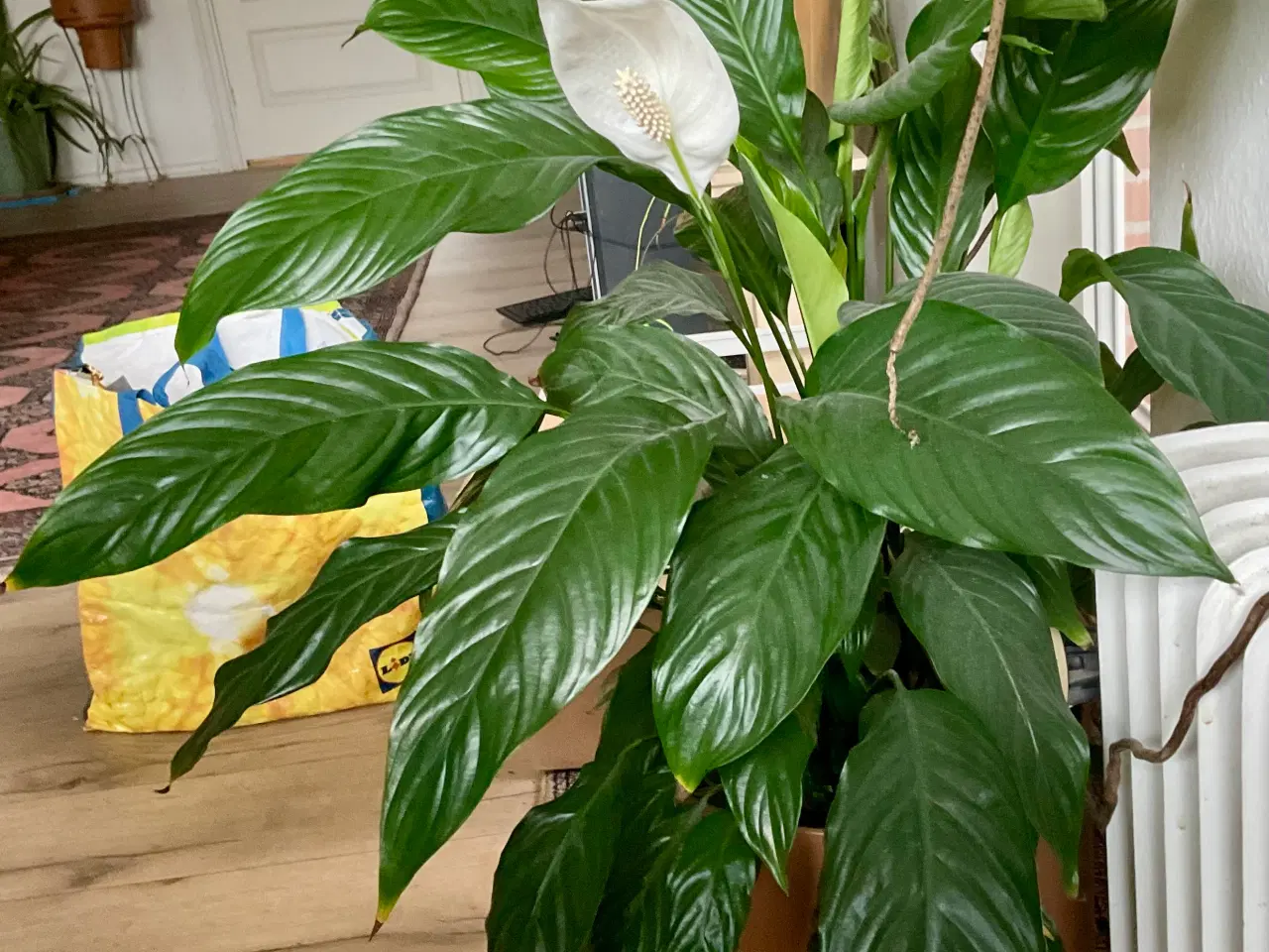 Billede 7 - Forskellige stueplanter