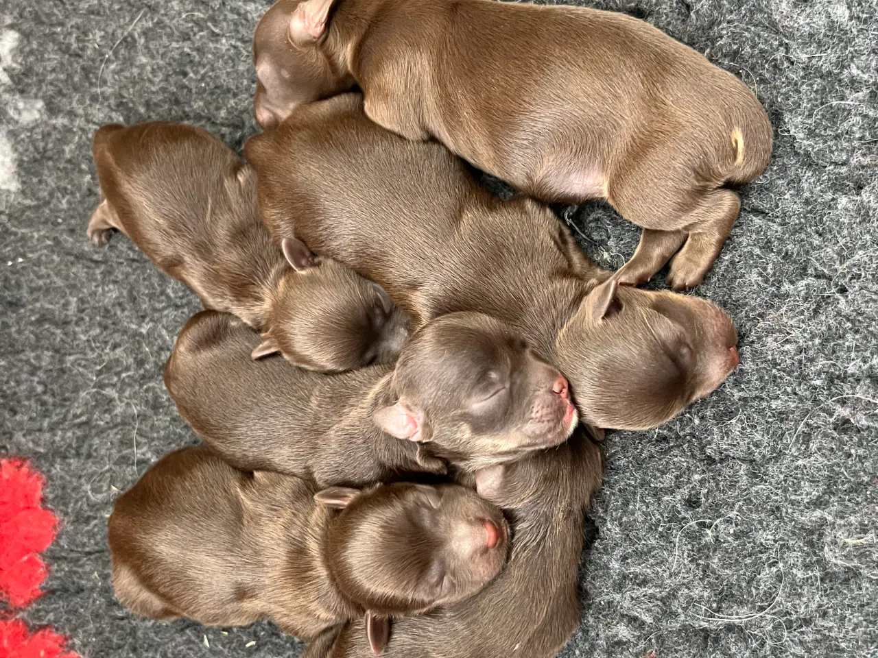 Billede 10 - Bichon Havanais hvalpe sælges 9 juli