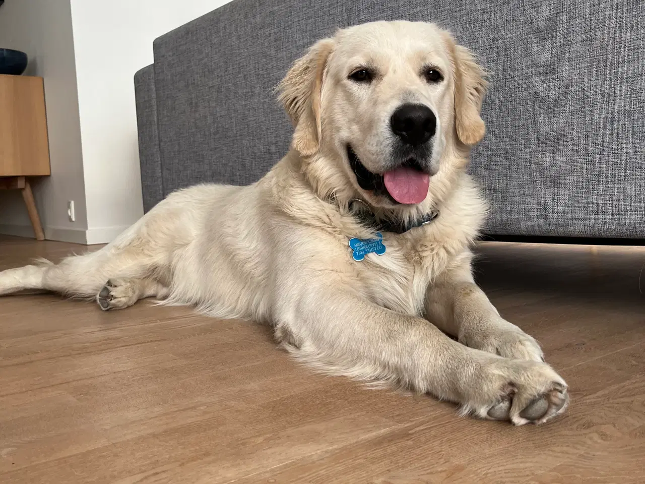 Billede 2 - Golden Retriever tilbydes til avl