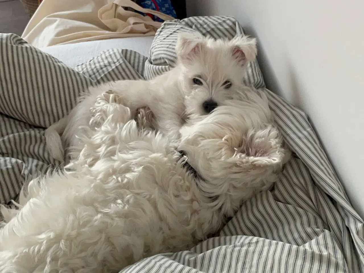 Billede 5 - West Highland White terrier hvalp