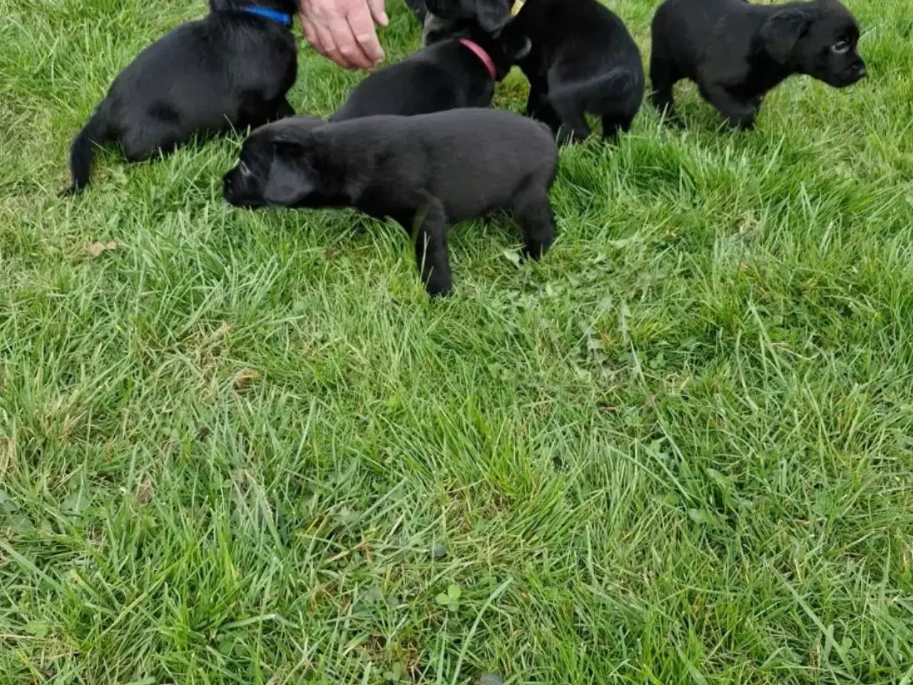 Billede 2 - Hundehvalpe springer/labrador blanding 