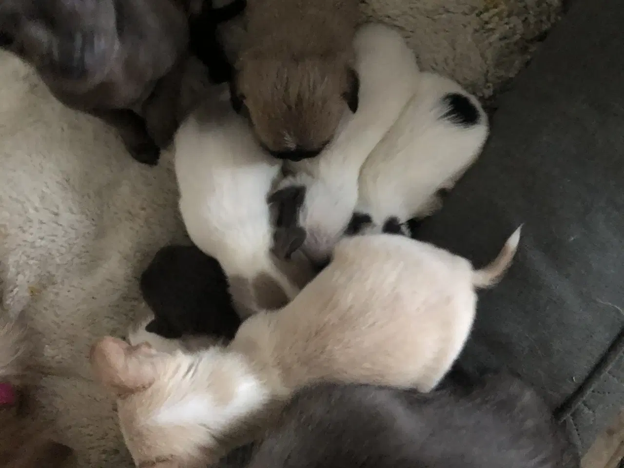 Billede 8 - Shih Tzu/ Chihuahua blanding piger