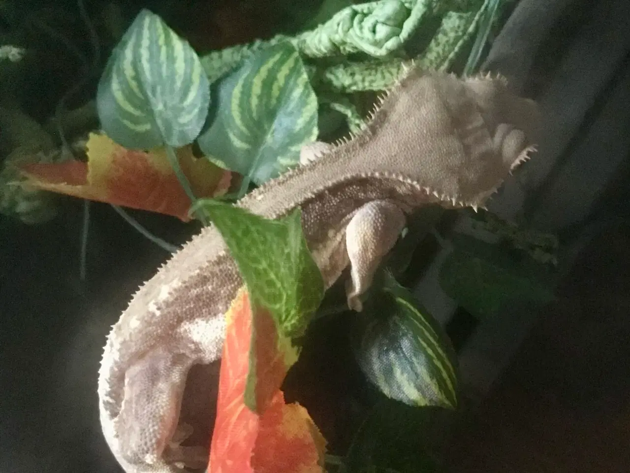 Billede 2 - Flot Gekko