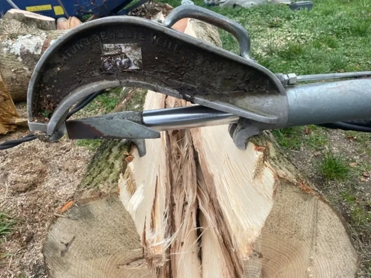 Billede 3 -  - Storkævlekløveren