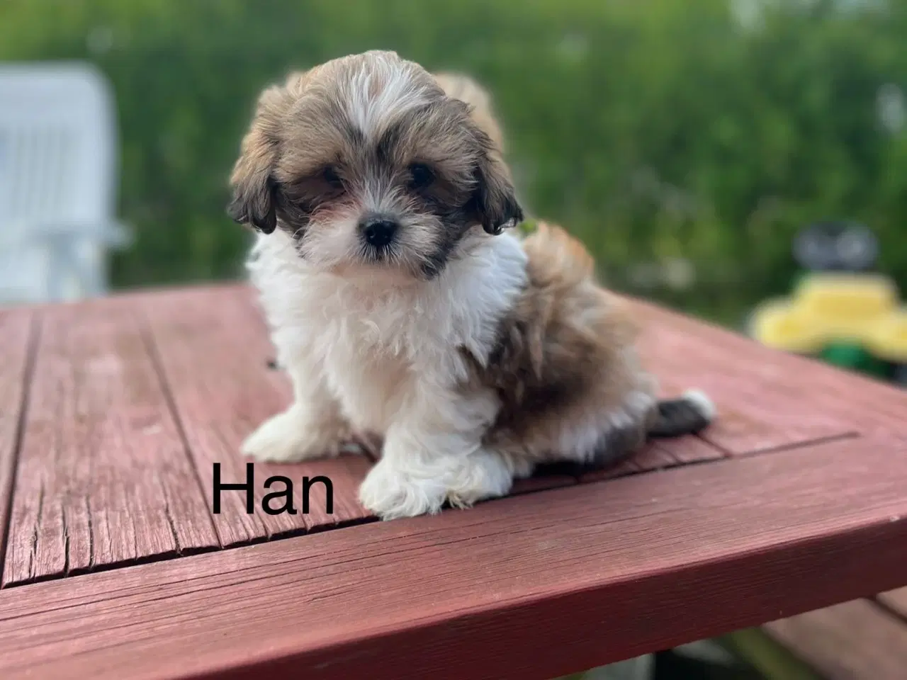 Billede 6 - 3 shih tzu-havapoo hvalpe(8 uger)