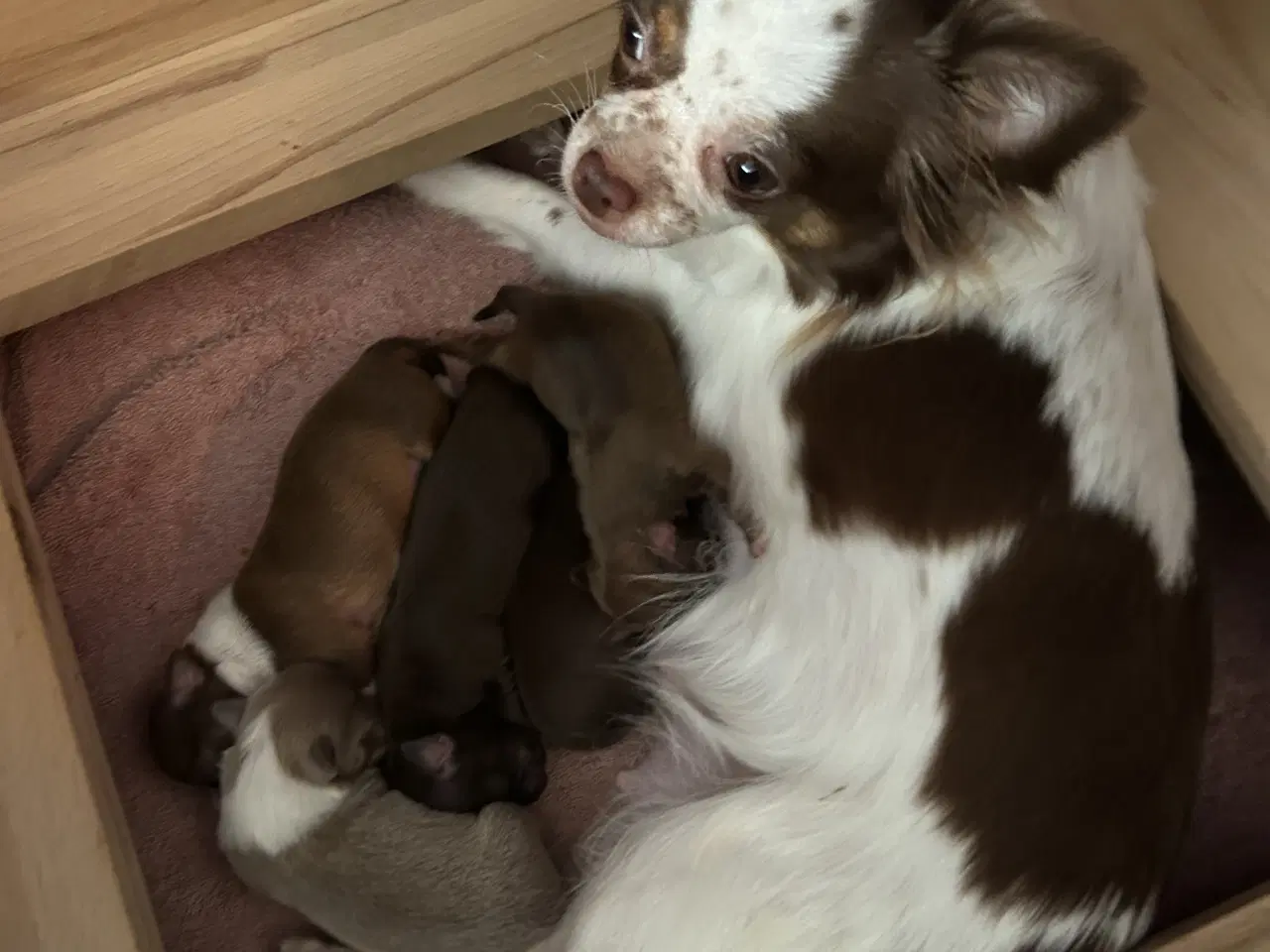 Billede 6 - Chihuahua hvalpe sælges