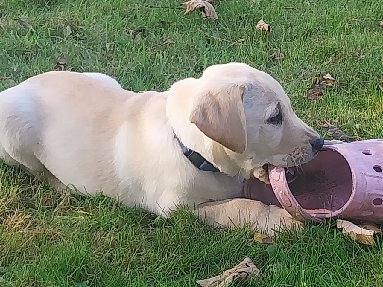 Billede 12 - Gule labrador hvalpe.