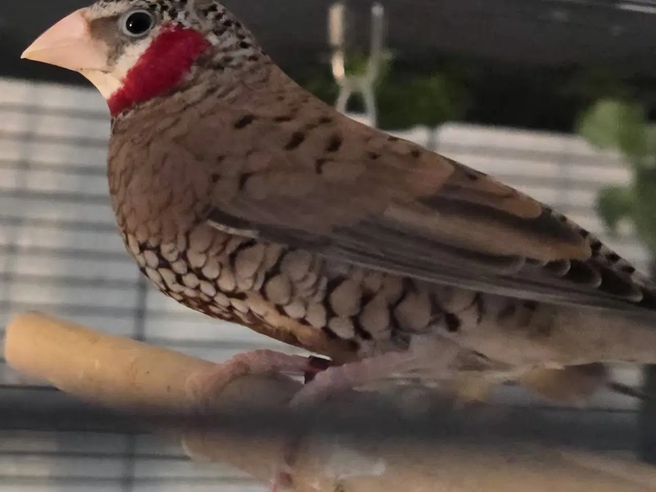 Billede 1 - Finker sælges 