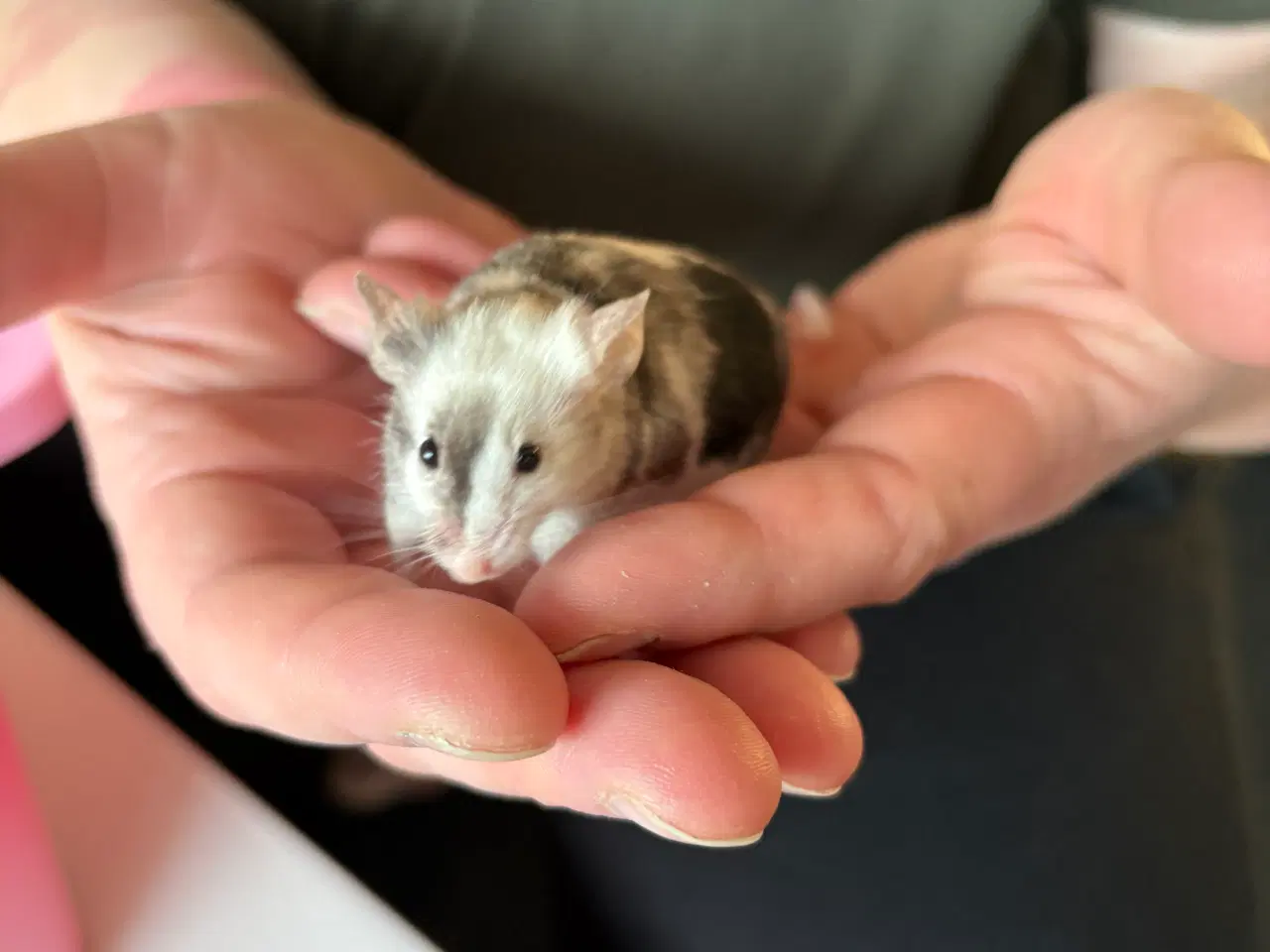 Billede 10 - Flerfarvede/plettede mus