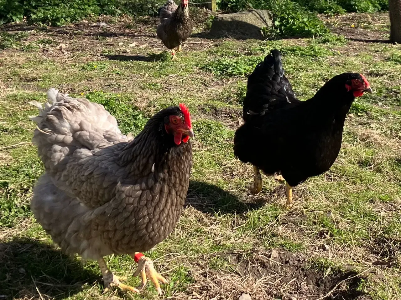 Billede 3 - Sorte og grå høns 