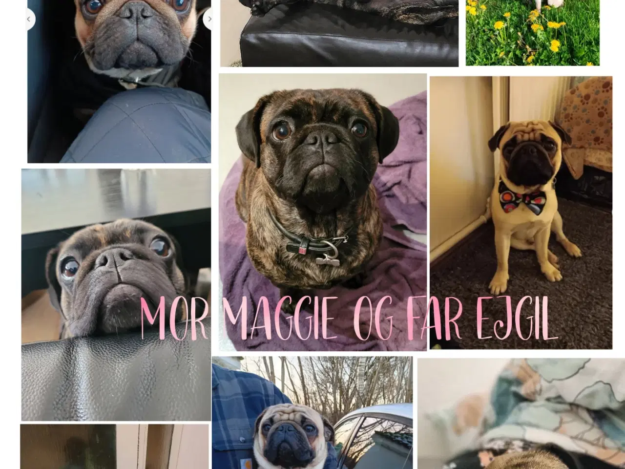 Billede 7 - Mops/Fransk bulldog hvalpe