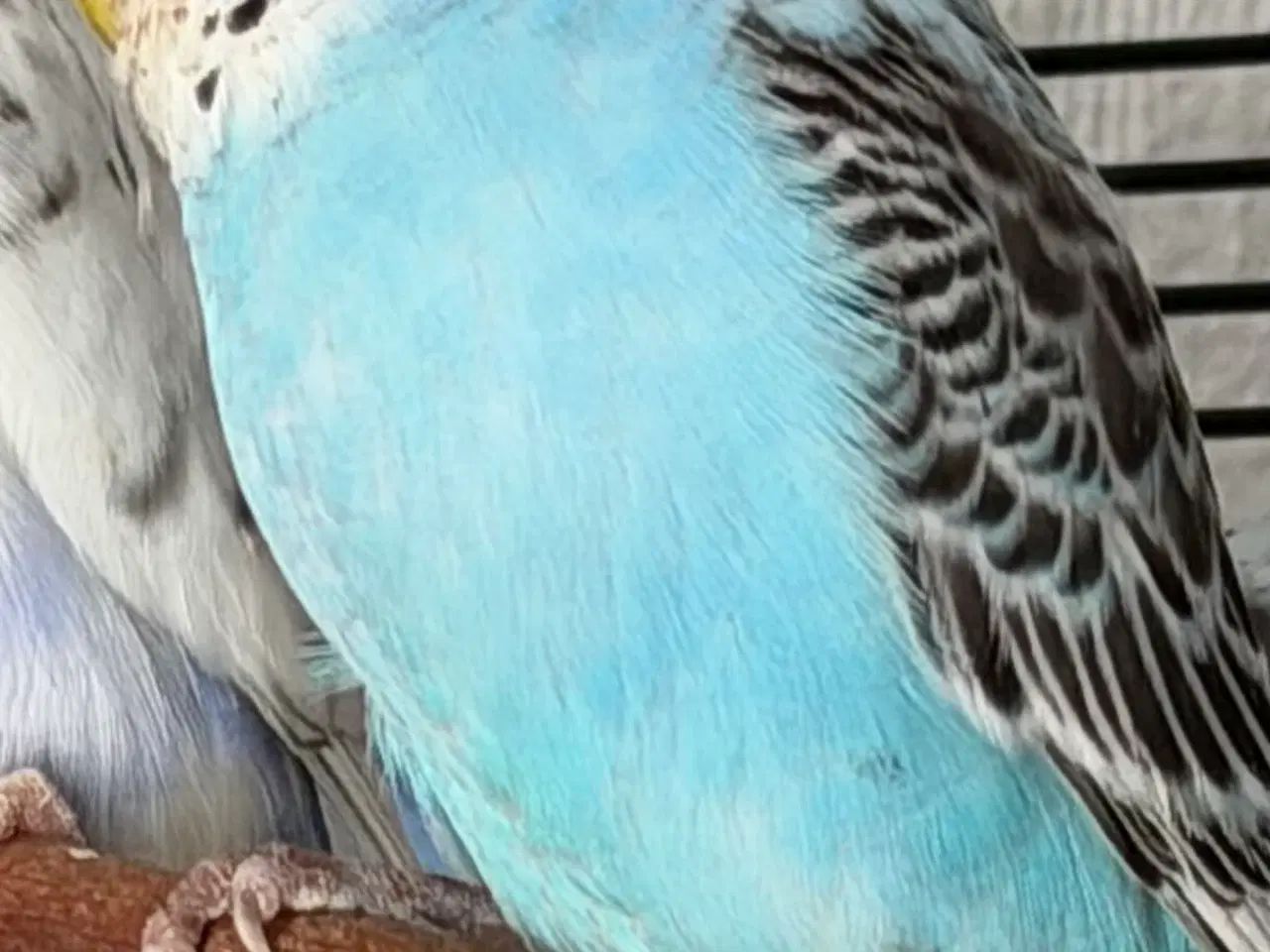 Billede 5 - Australske undulater 