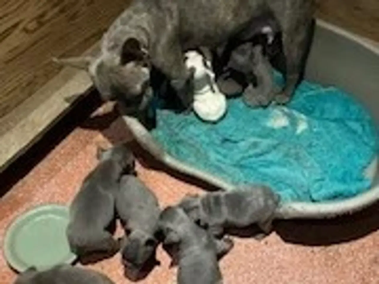 Billede 5 - FRANSK BULLDOG HVALPE 8 UGER SALGSKLAR NU