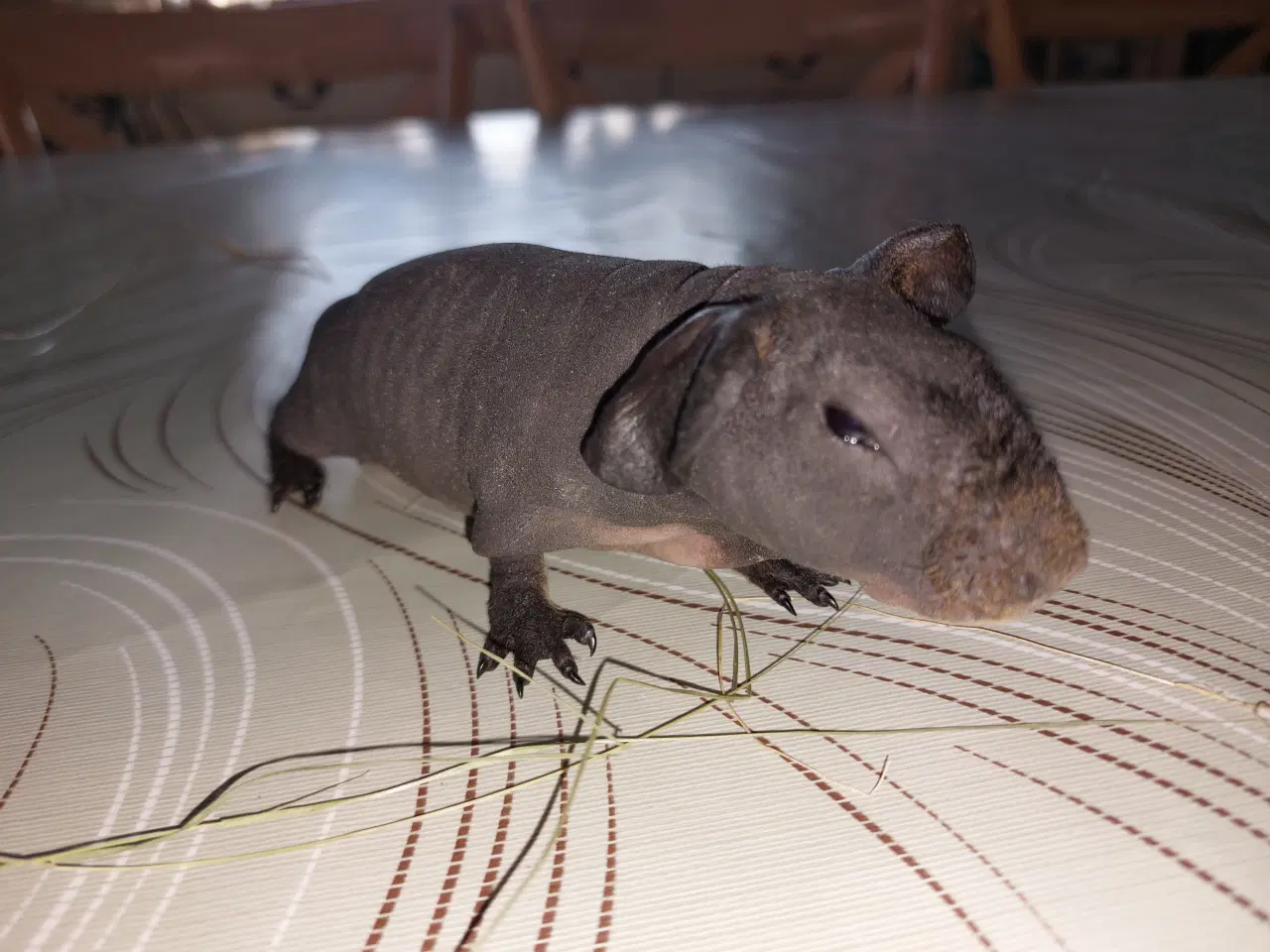 Billede 1 - Skinny pig