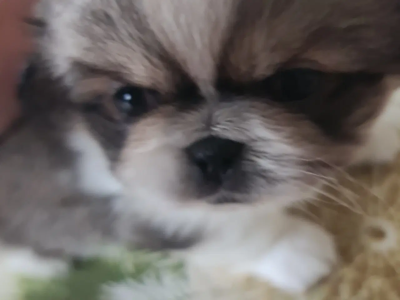 Billede 2 - 2 lækkere drenge