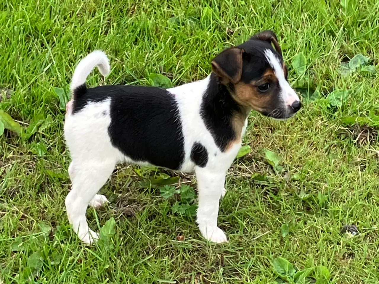 Billede 1 - Dansk Svensk Gårdhund