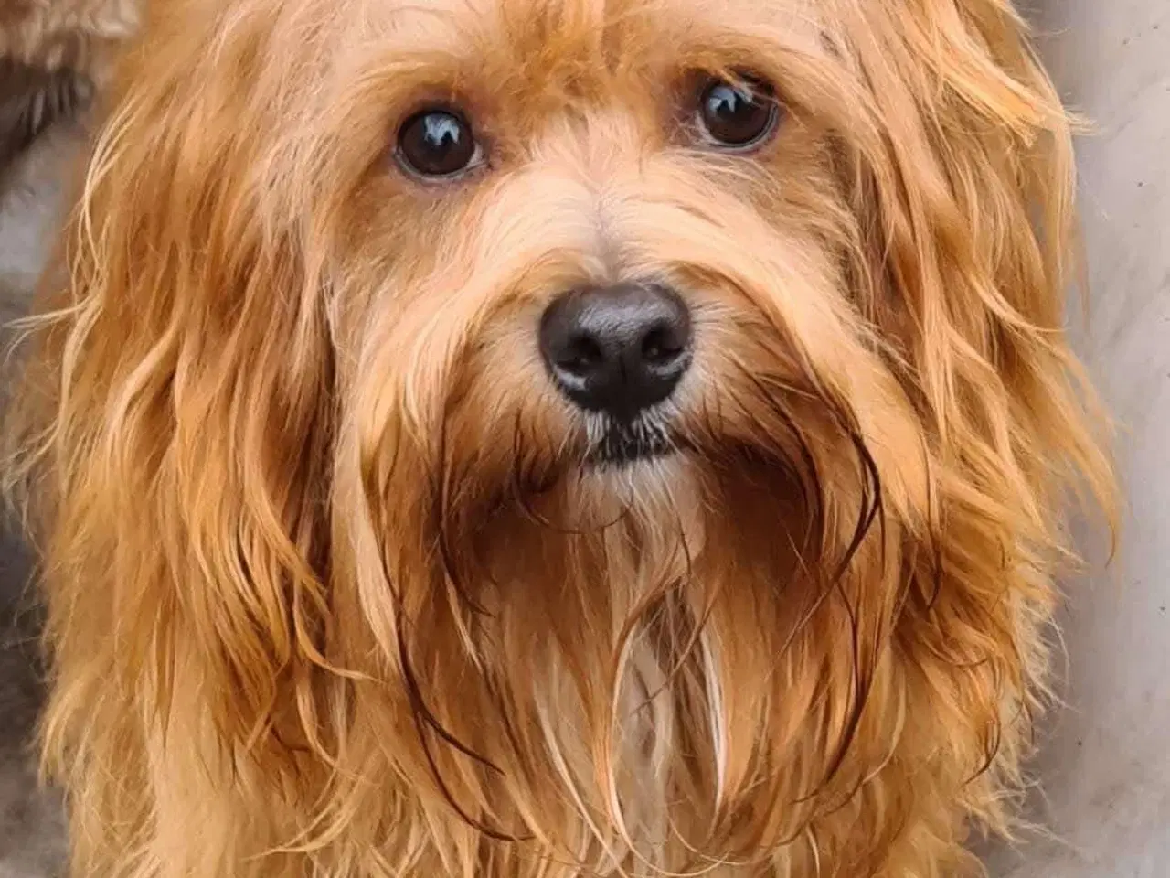 Billede 4 - 🧡Smukke Abrikos & Røde små 🧡