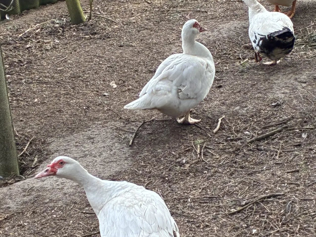 Billede 4 - Moskusænder 