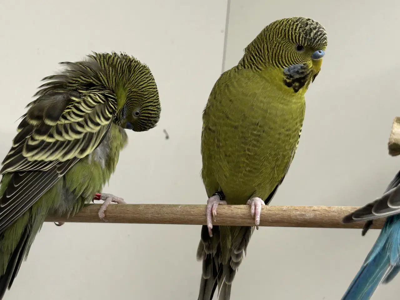 Billede 4 - Blackface undulater 