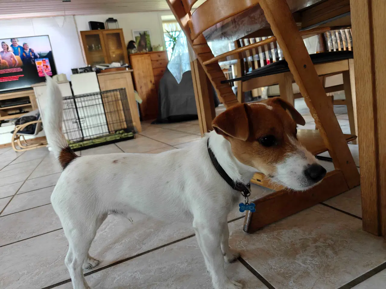 Billede 3 - Jack Russell Terrier Han