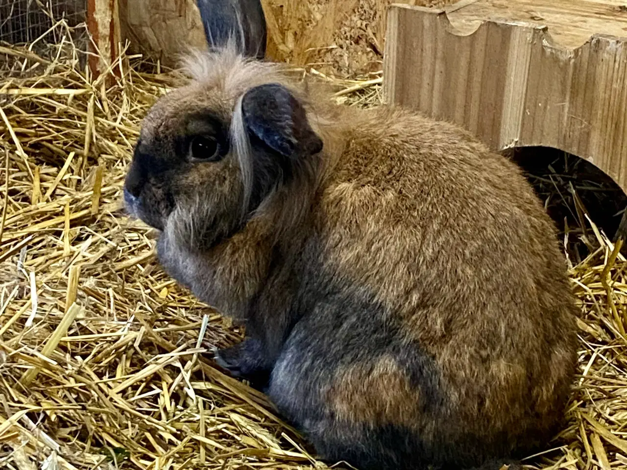 Billede 11 - Kærlige kaniner klar til nyt hjem 🐇❤️