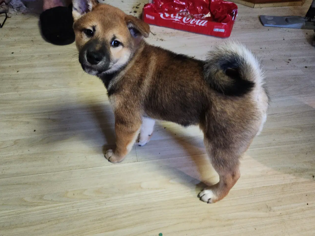 Billede 4 - Shiba inu hvalpe