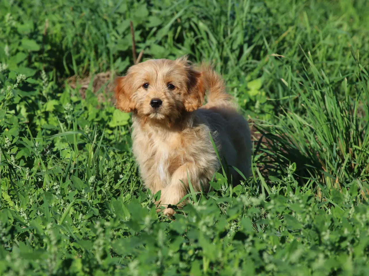 Billede 5 - Cavalier King Charles Spaniel