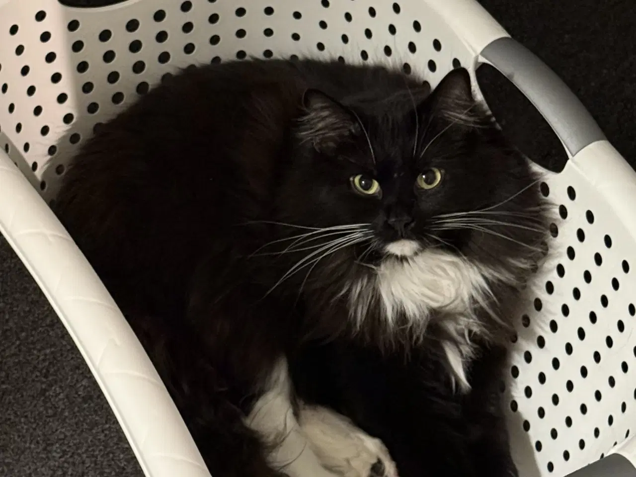 Billede 10 - Onkel Ole søger nyt hjem 