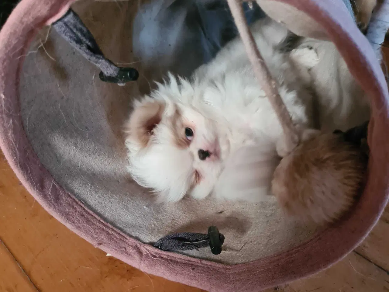 Billede 3 - Japanese chin 